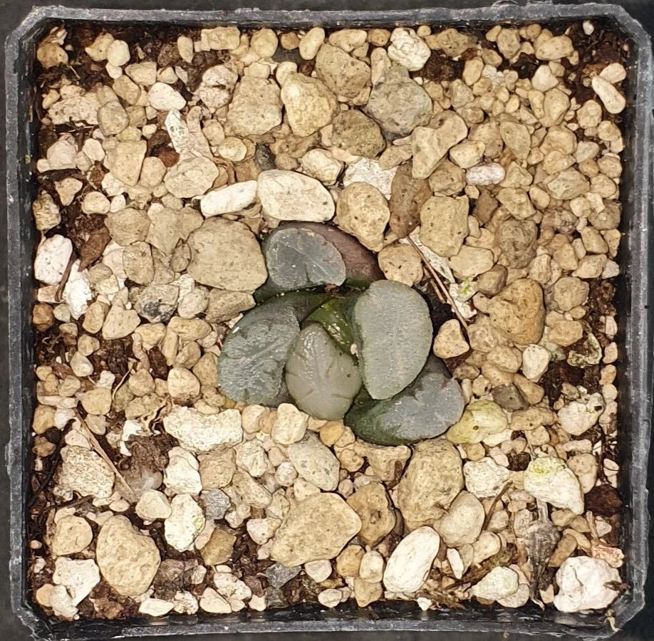 HW124 Haworthia maughanii 'AMATERASU', Phyto available