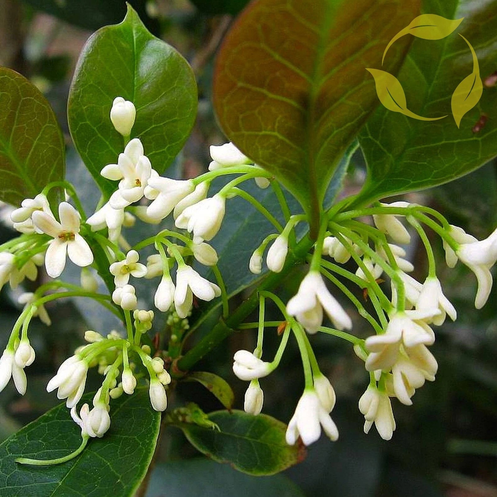 TEA OLIVE Osmanthus Fragrans - 5+ SEEDS