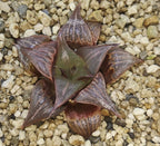 HW122 Haworthia badia 'PINKY', Phyto available