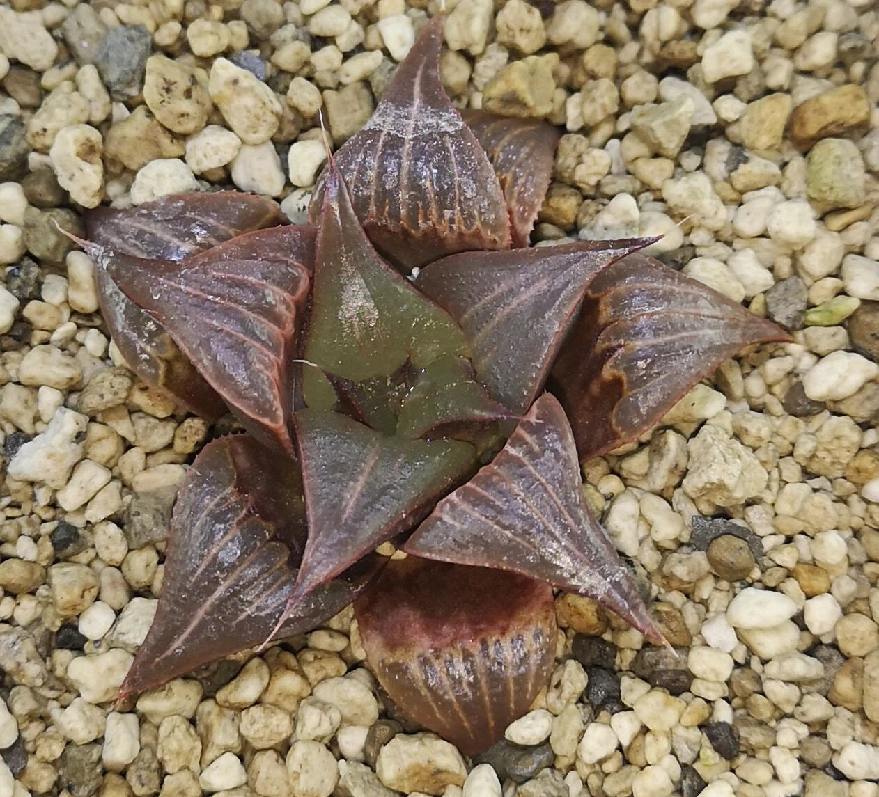 HW122 Haworthia badia 'PINKY', Phyto available
