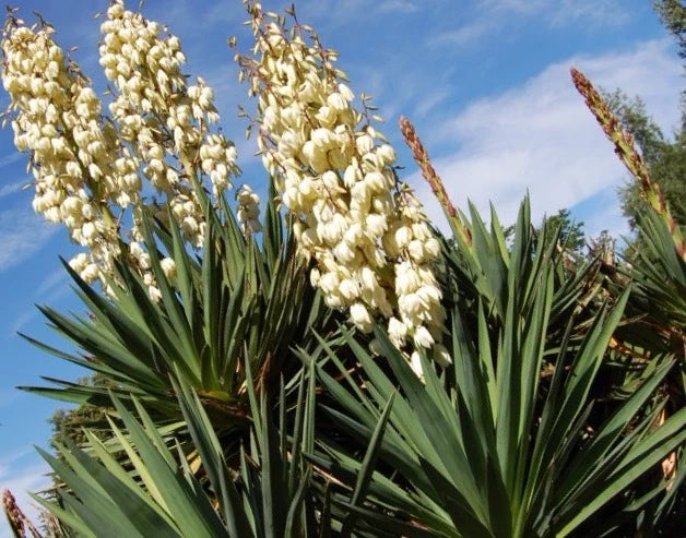 Yucca Plants Starter Plant Small  8-10 Inches tall One Plant