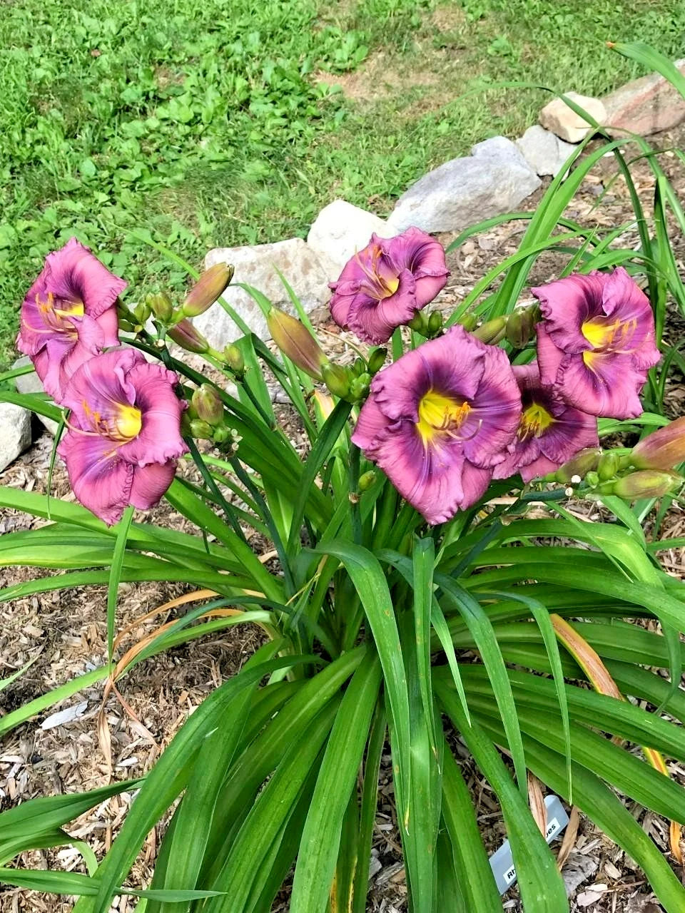 10 RHYTHUM AND HUES DAYLILY SEEEDS -  Hemerocallis 'Rhythm and Hues''