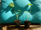**JACKS GIANT** Elephant Ear Colocasia Esculenta Starter Plant**USA Seller**