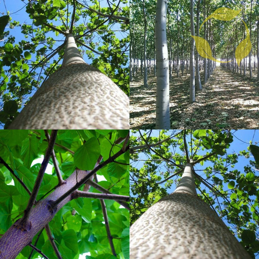 PAULOWNIA PAO TONG Z07 Paulownia Hybrid - 5000+ SEEDS
