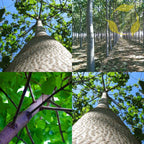 PAULOWNIA PAO TONG Z07 Paulownia Hybrid - 5000+ SEEDS