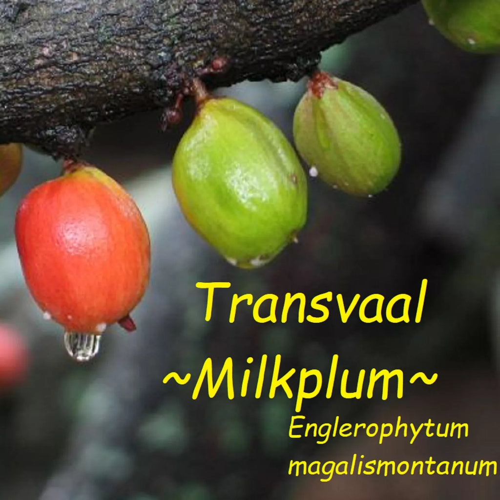 ~Transvaal MilkPlum Tree~ Englerophytum magalismontanu
