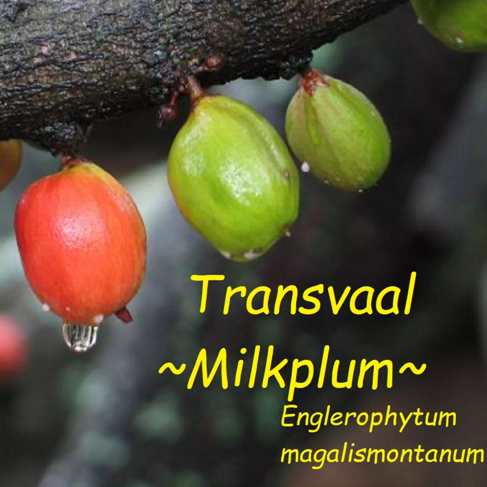 ~Transvaal MilkPlum Tree~ Englerophytum magalismontanu