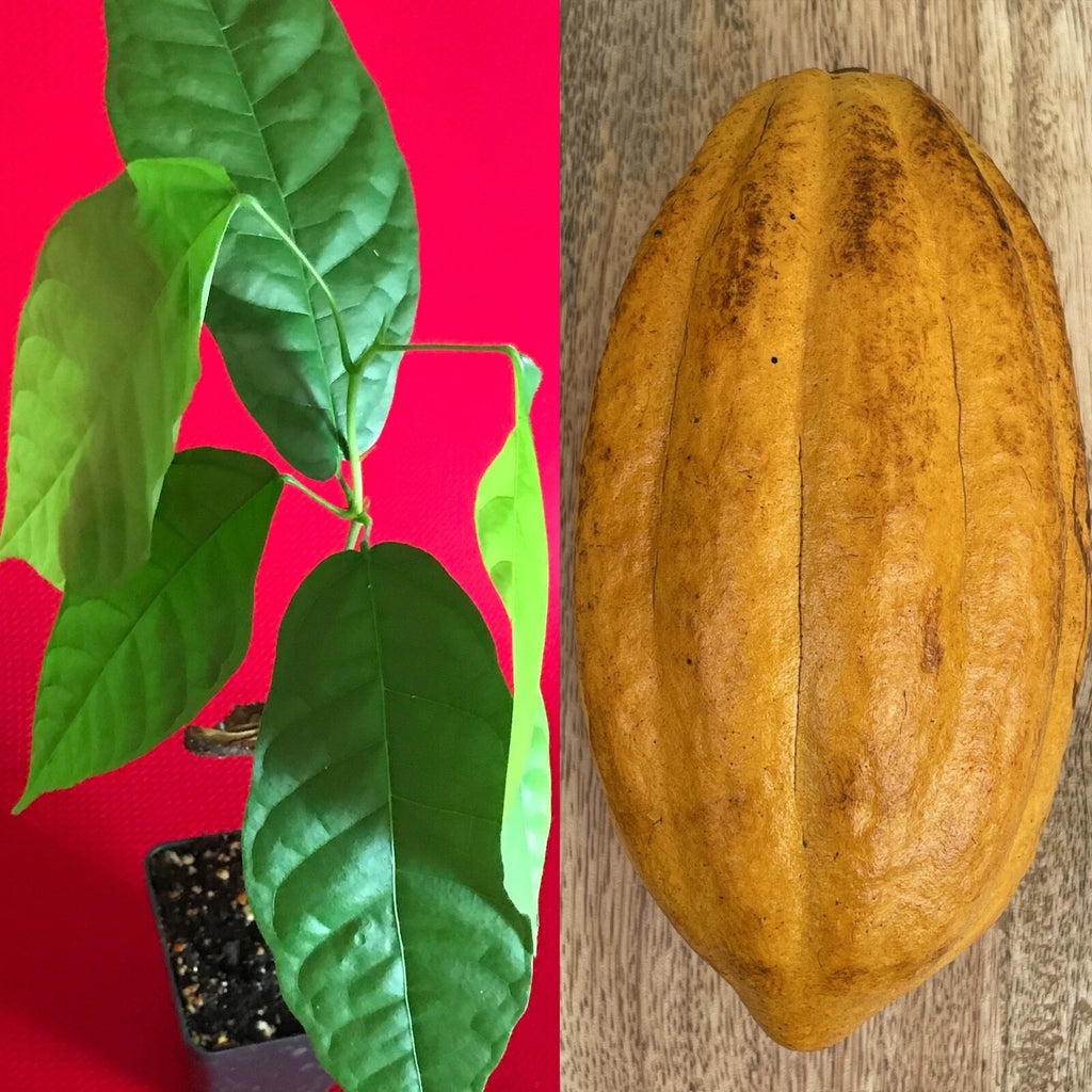 FORASTERO Theobroma Cacao Cocoa Chocolate Tree Potted Plant Yellow Pod