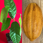 FORASTERO Theobroma Cacao Cocoa Chocolate Tree Potted Plant Yellow Pod