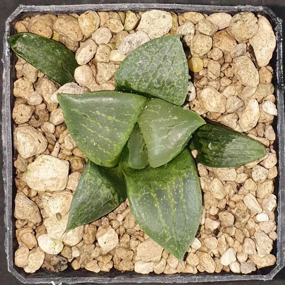 HW138 Haworthia comptoniana 'URAHANNYA', Phyto available