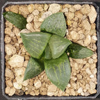 HW138 Haworthia comptoniana 'URAHANNYA', Phyto available