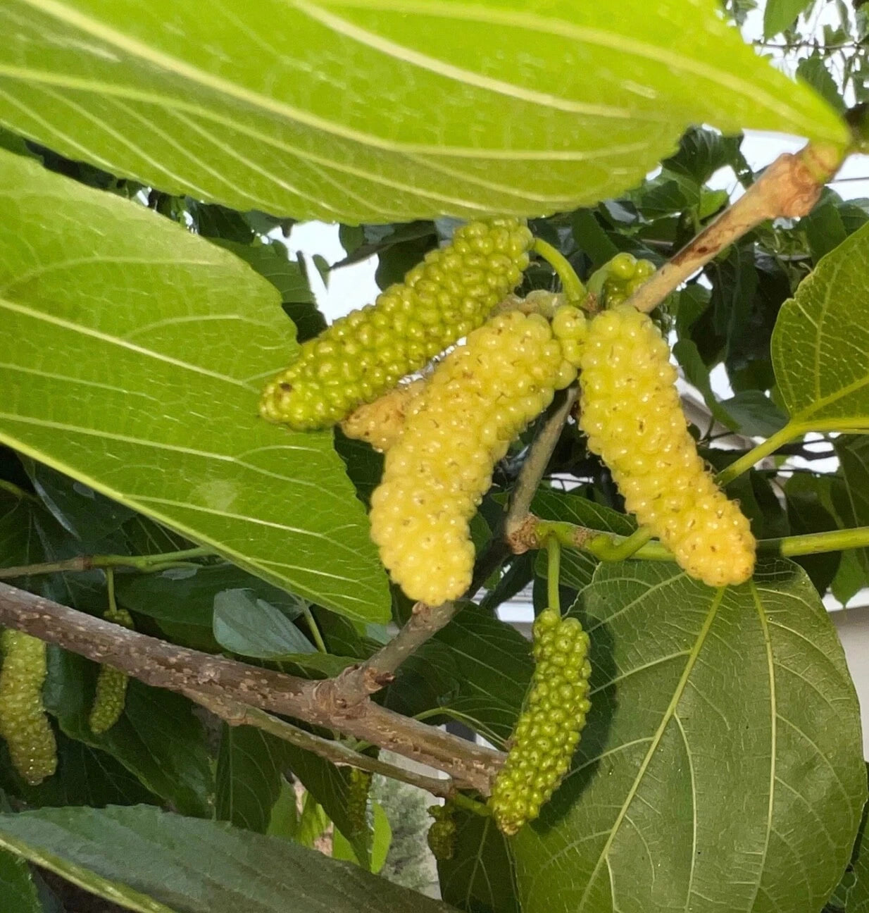 10x White Delicious Super Sweet Shahtoot Mulberry Organic unrooted cuttings