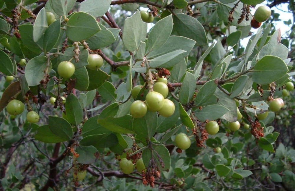 WHITELEAF MANZANITA Arctostaphylos Viscida - 10 SEEDS. *LESS S&H