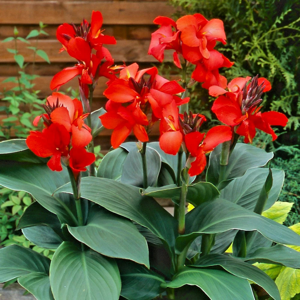 10 DWARF RED CANNA SEEEDS
