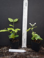 MAID OF ORLEANS JASMINE~Jasmin