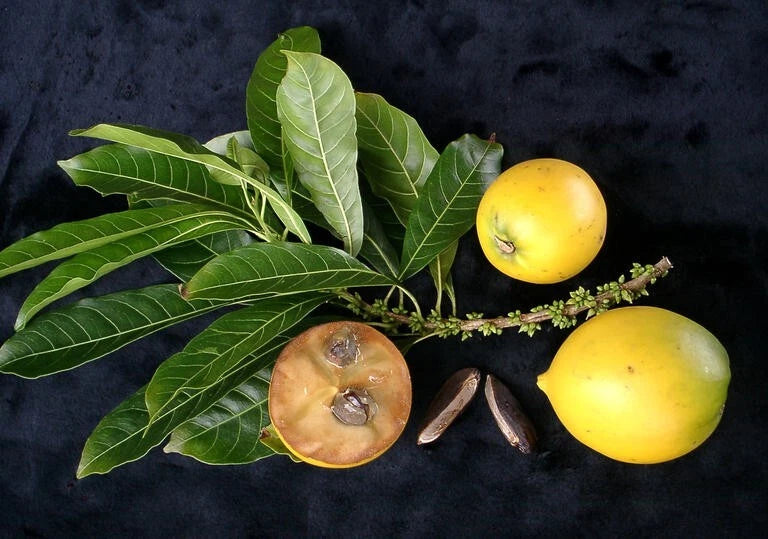 ~ABIU~ Pouteria caimito ~THE EMPEROR'S GOLDEN FRUIT~ sml potd plant