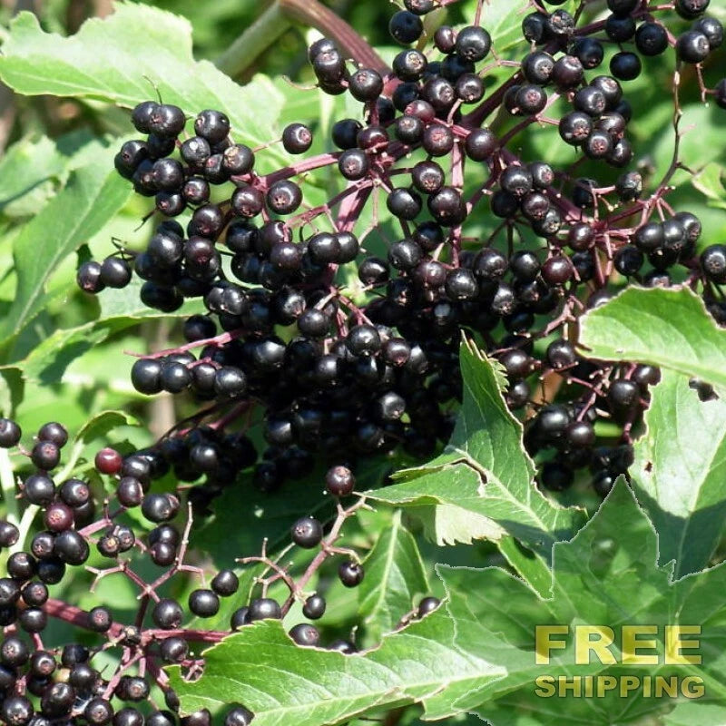 AMERICAN ELDERBERRY Sambucus Canadensis - 25 SEEDS. FREE S&H