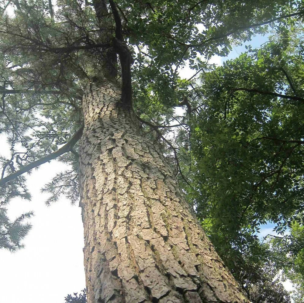 JAPANESE BLACK PINE Pinus Thunbergii - 30+ SEEDS