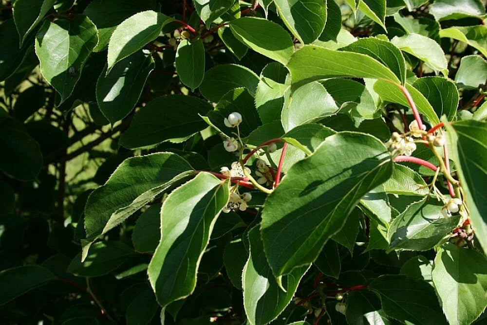 HARDY KIWI Actinidia Arguta - 30+ SEEDS
