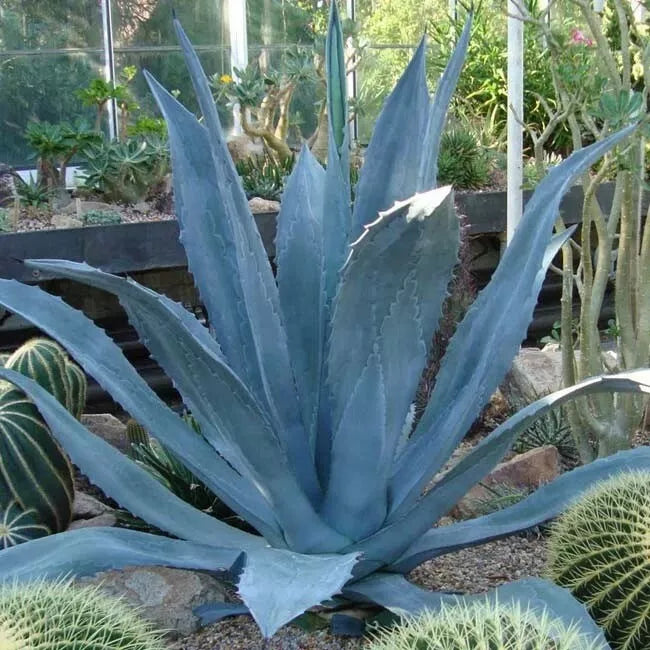 Agave americana | Sentry or Century Plant | Maguey | American Aloe | 10_Seeds