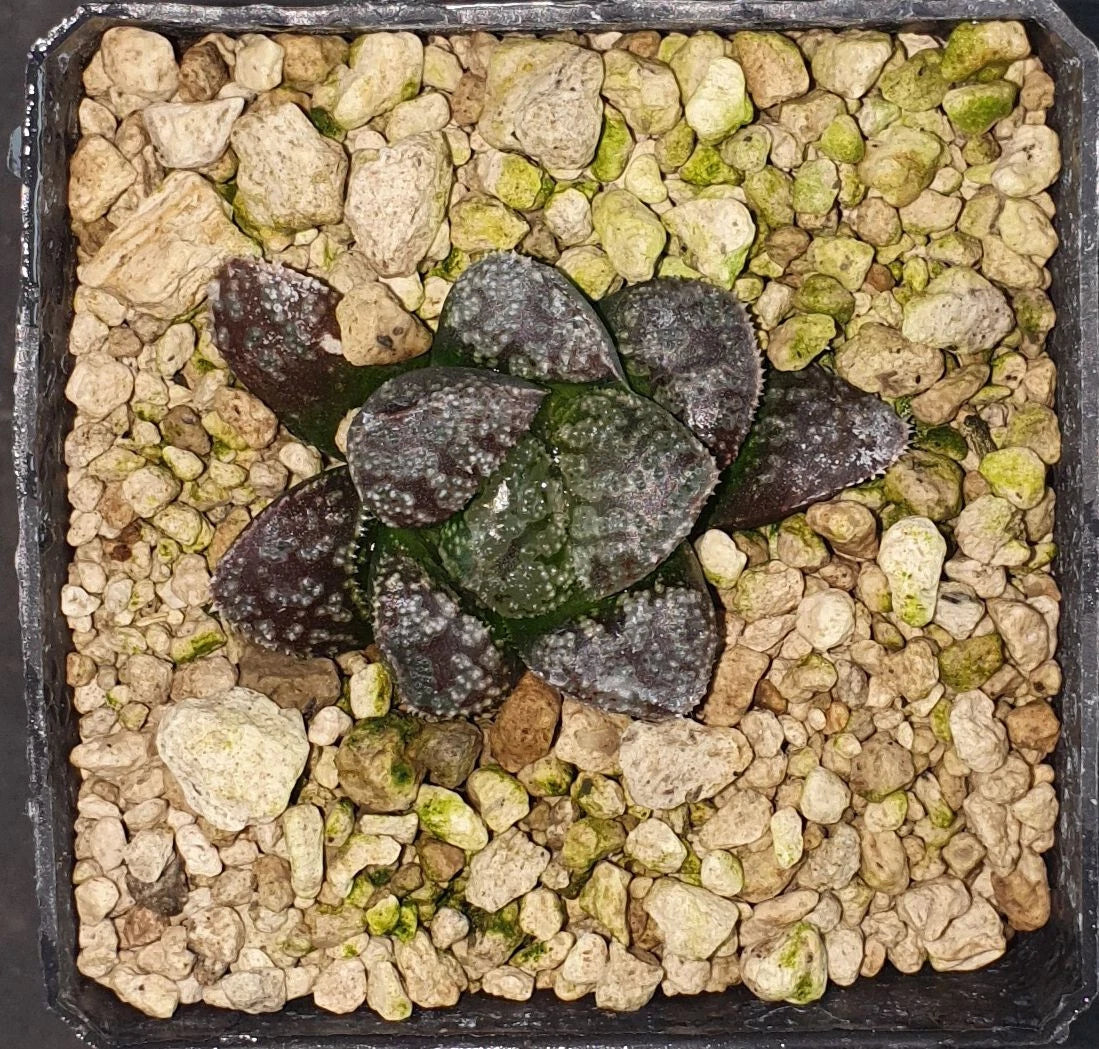HW090 Haworthia 'MORDOR', Phyto available