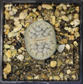 Lithops hookerii C91 , phyto available, living stone, mesemb