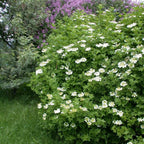 EUROPEAN CRANBERRYBUSH Viburnum Opulus - 6 SEEDS