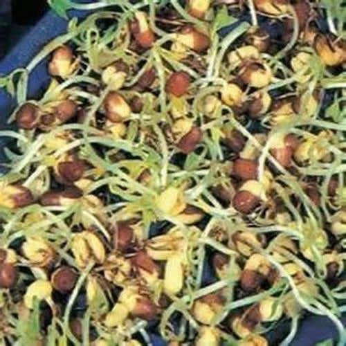 12 oz Adzuki Bean Seeds, Non-GMO Seed For Sprouting Sprouts Microgreens