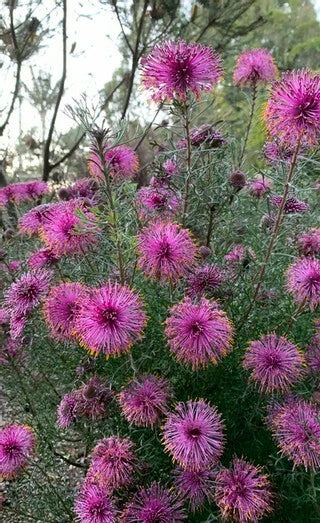 Isopogon formosus Rose Coneflower 10 seeds