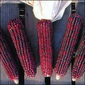 Bloody Butcher Sweet Corn 100 Seeds - Heirloom