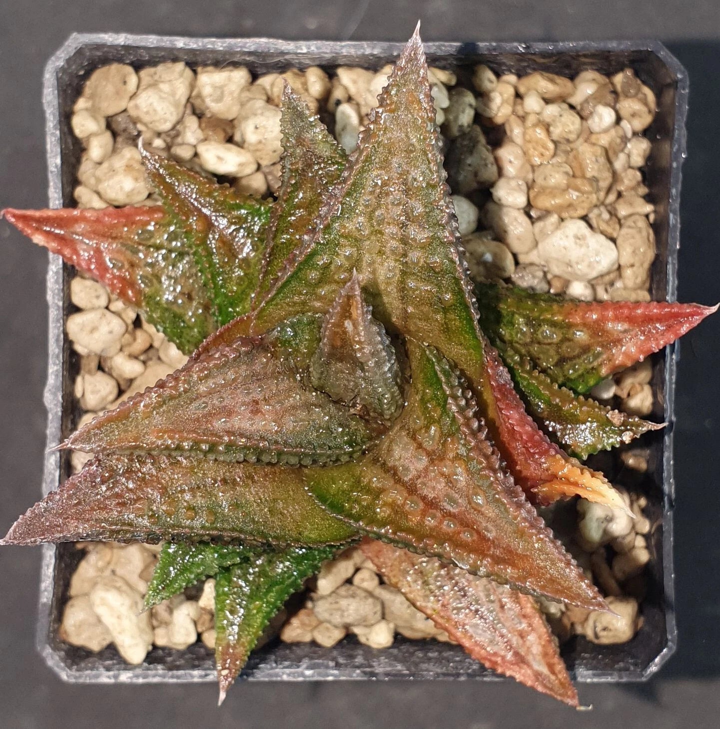 HW025 Haworthia 'Onigawara' H. nigra x H. koelmaniorum, Phyto available