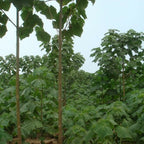 SHANTONG HYBRID Paulownia Shan Tong - 2000+ SEEDS