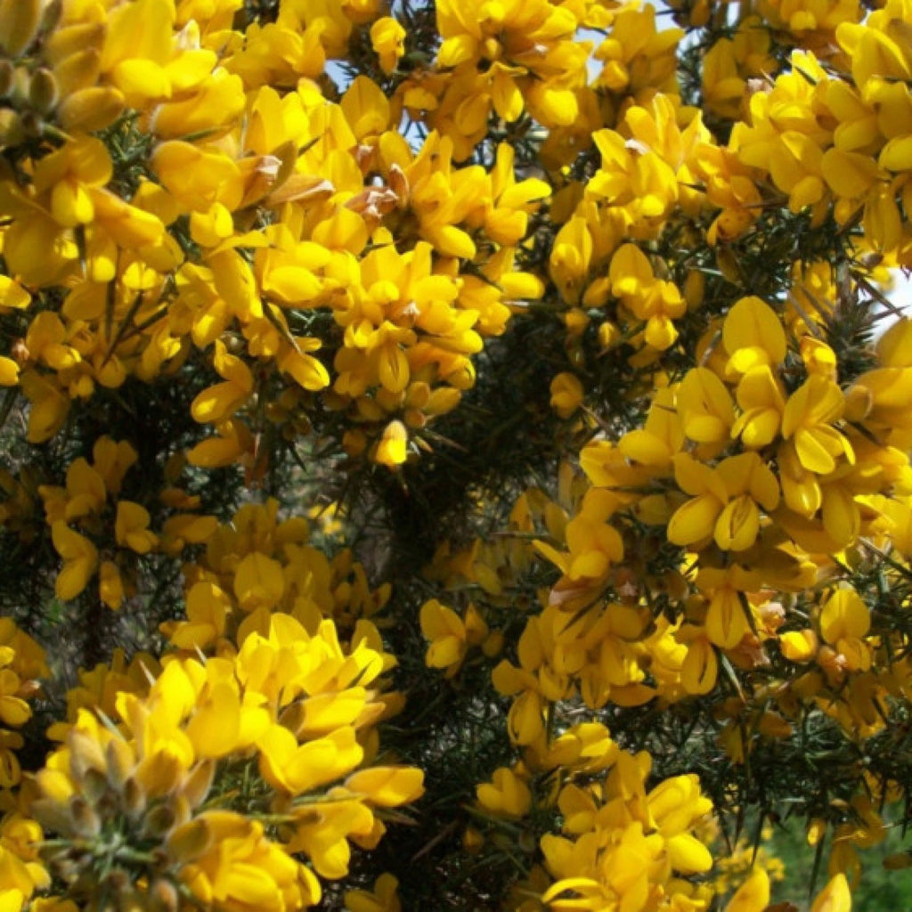 GORSE Ulex Europaeus - 30+ SEEDS