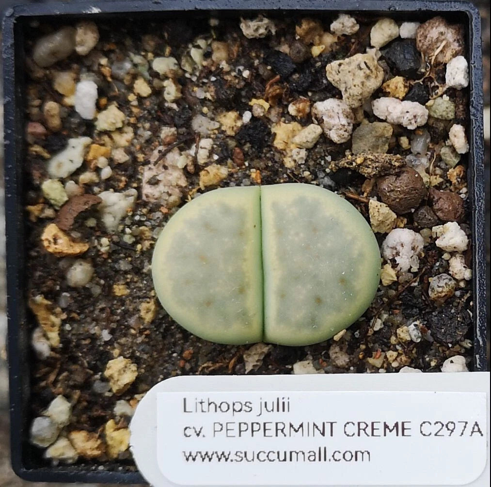 Lithops julii C297A cv. Peppermint Cr¨¨me , phyto available