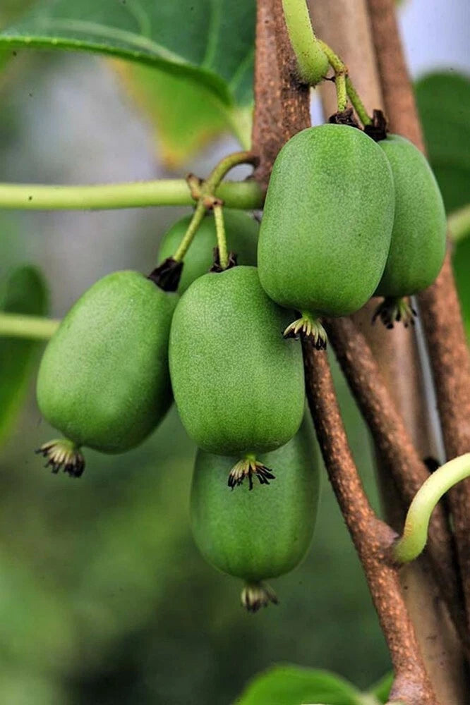 HARDY KIWI Actinidia Arguta - 30+ SEEDS