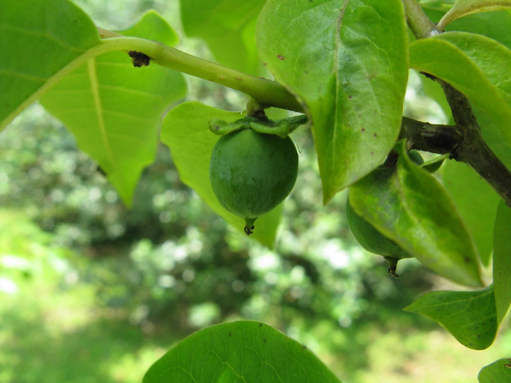 15 Date Plum Seeds - Diospyros lotus - Non-GMO Fruit Seeds