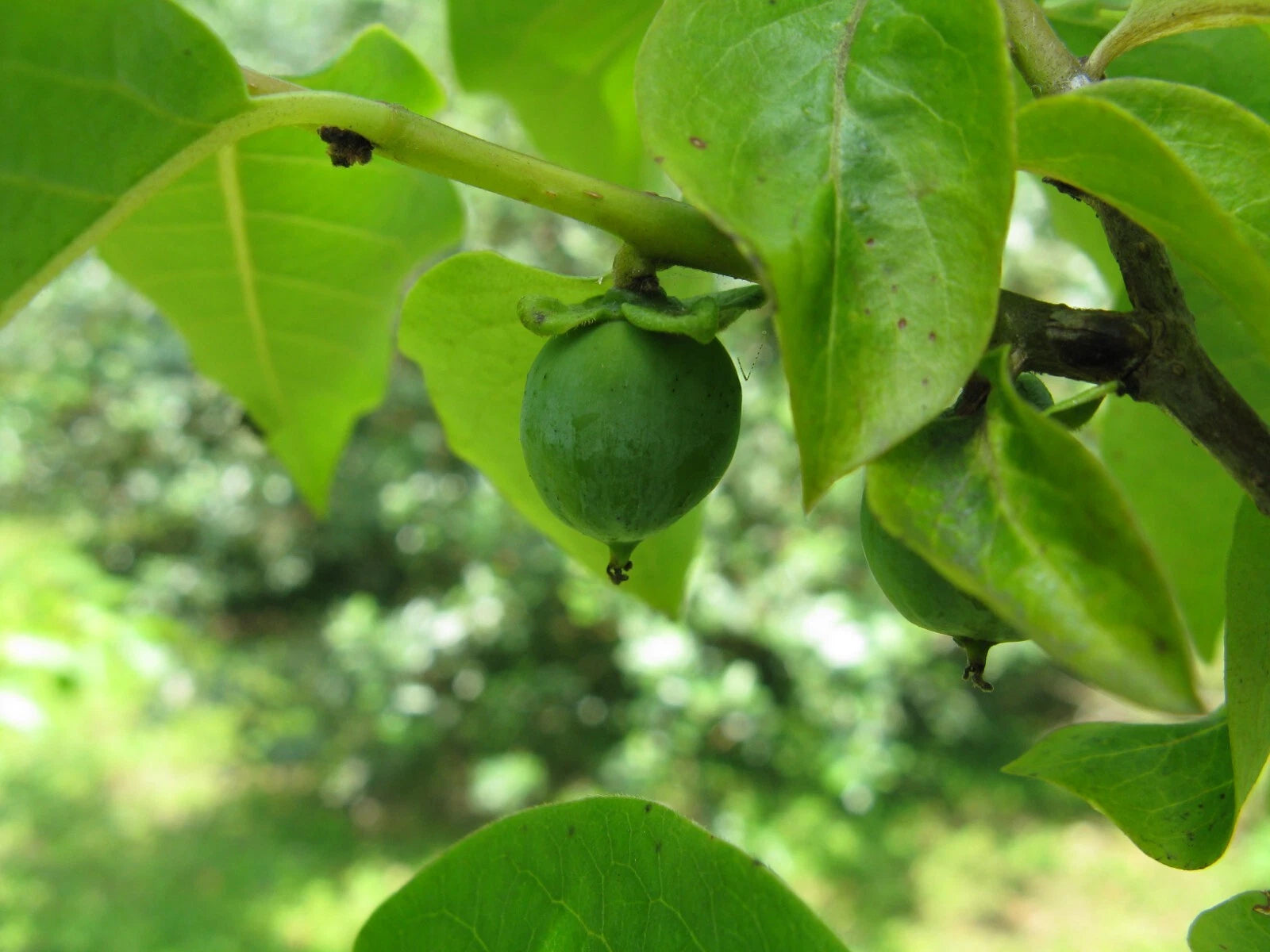15 Date Plum Seeds - Diospyros lotus - Non-GMO Fruit Seeds