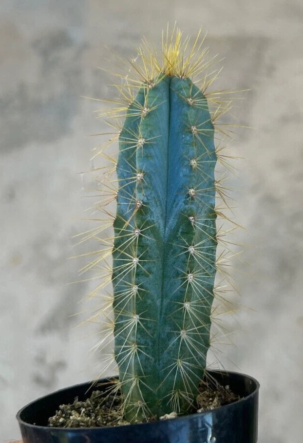 Pilosocereus Azureus, 'Blue Candle', Comes in a 2.5 Pot