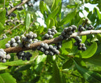 WAX MYRTLE SOUTHERN Myrica Cerifera - 100+ SEEDS