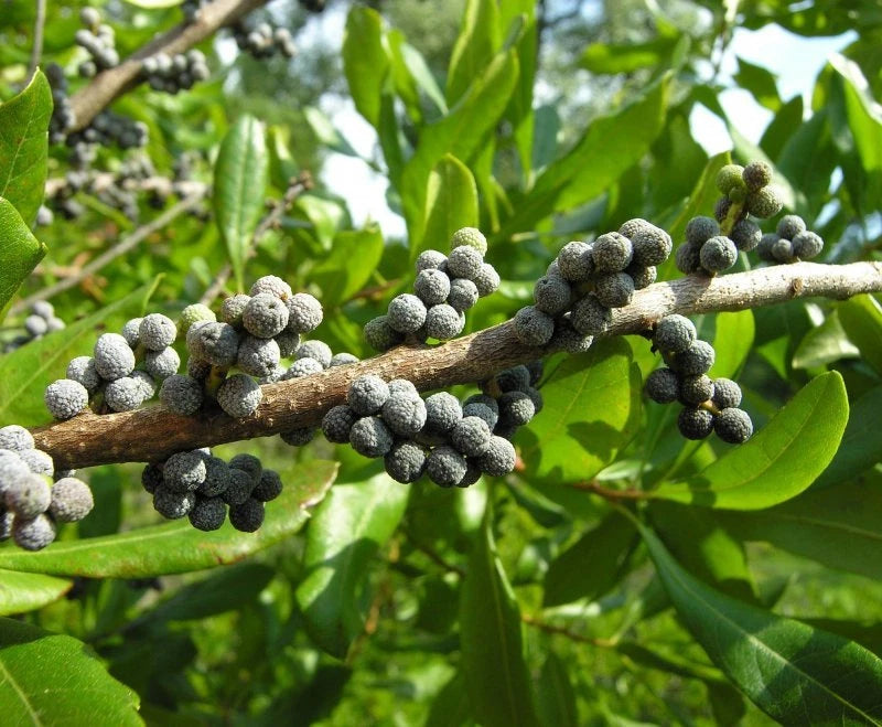 WAX MYRTLE SOUTHERN Myrica Cerifera - 100+ SEEDS