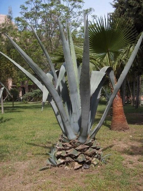Agave americana | Sentry or Century Plant | Maguey | American Aloe | 10_Seeds