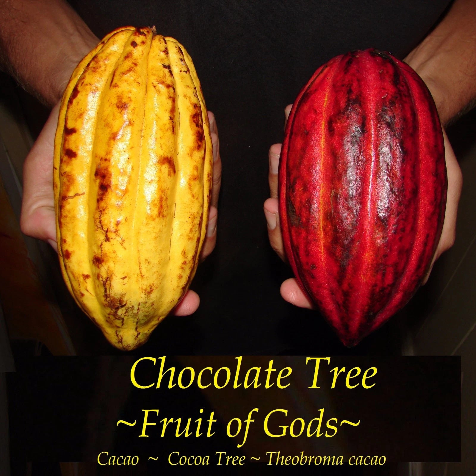 ~CACAO~ seedling Cocoa healthy Chocolate Tree Tropical Fruit small POT'D starter