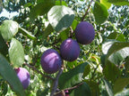 EUROPEAN PLUM Prunus Domestica - 5 SEEDS
