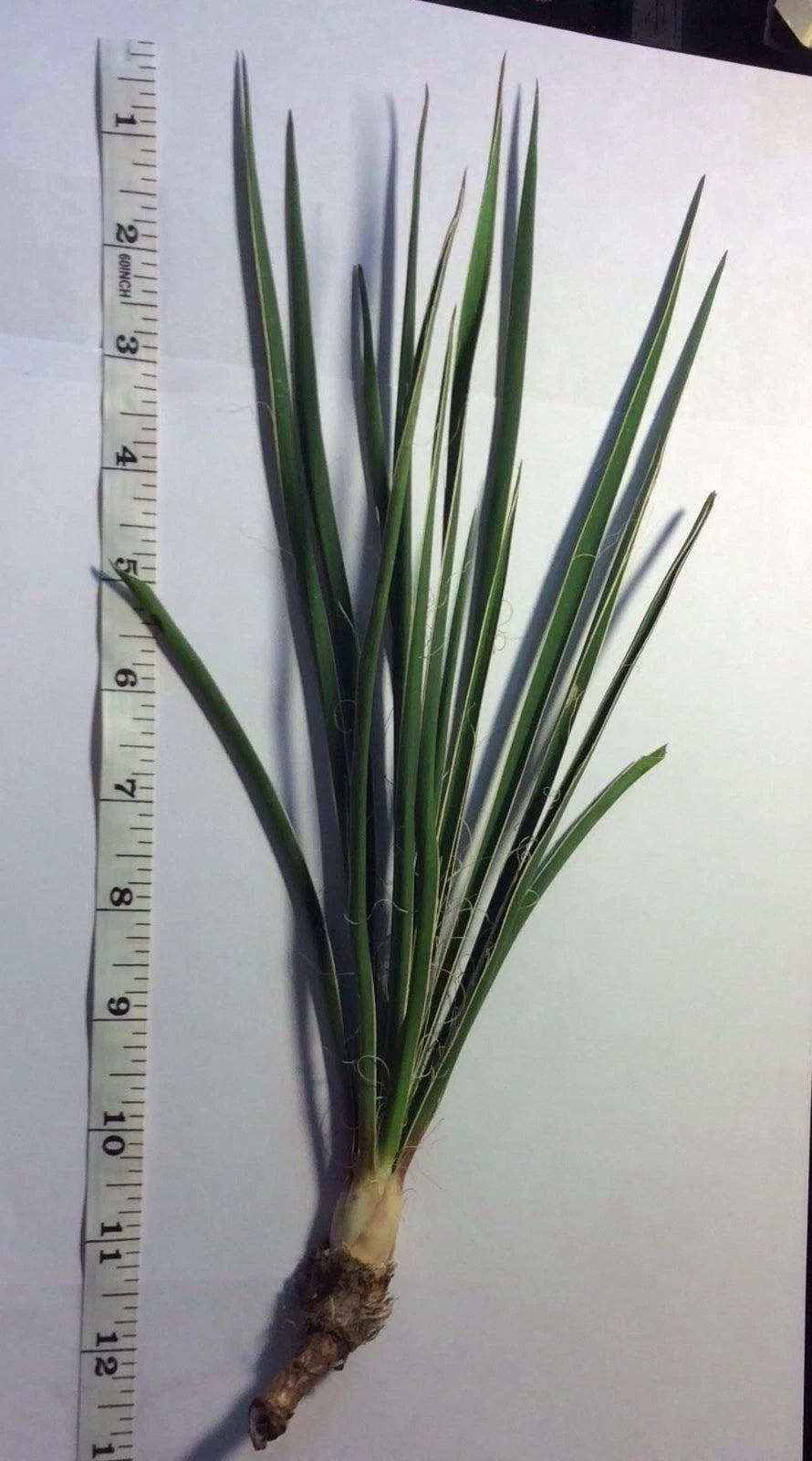 Yucca Plants Starter Plant Small  8-10 Inches tall One Plant