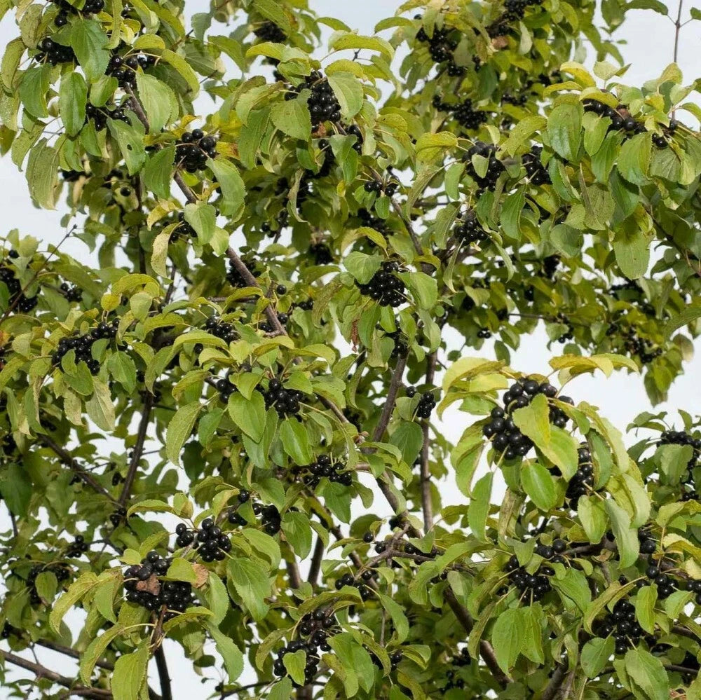 EUROPEAN BUCKTHORN Rhamnus Cathartica - 25+ SEEDS