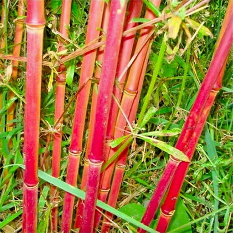 10 RED DRAGON CLUMPING BAMBOO SEEDS