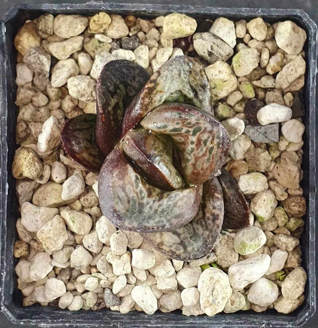 HW149 Haworthia splendens 'INCAROSE' Silver Mutica x Splendens, Phyto available