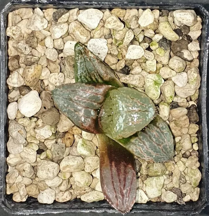 HW165 Haworthia splendens 'PINK LADY', Phyto available