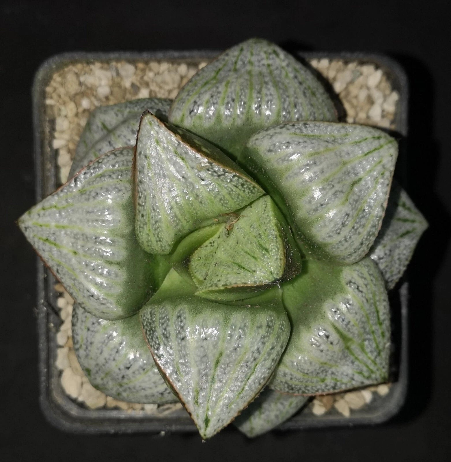 Haworthia splendens 'TAJ MAHAL' giant , 9 cm po t! , Phyto available