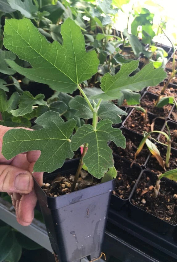 Fignomenal Dwarf Fig Tree ¨C Dwarf Fig Plant ¨C Self Fertile